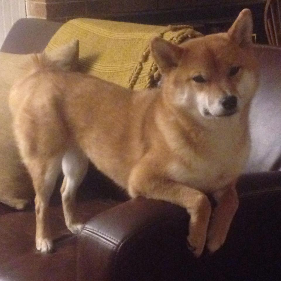 技术动作连贯，整体协调度提升，不断改进技术动作,动作基本规范