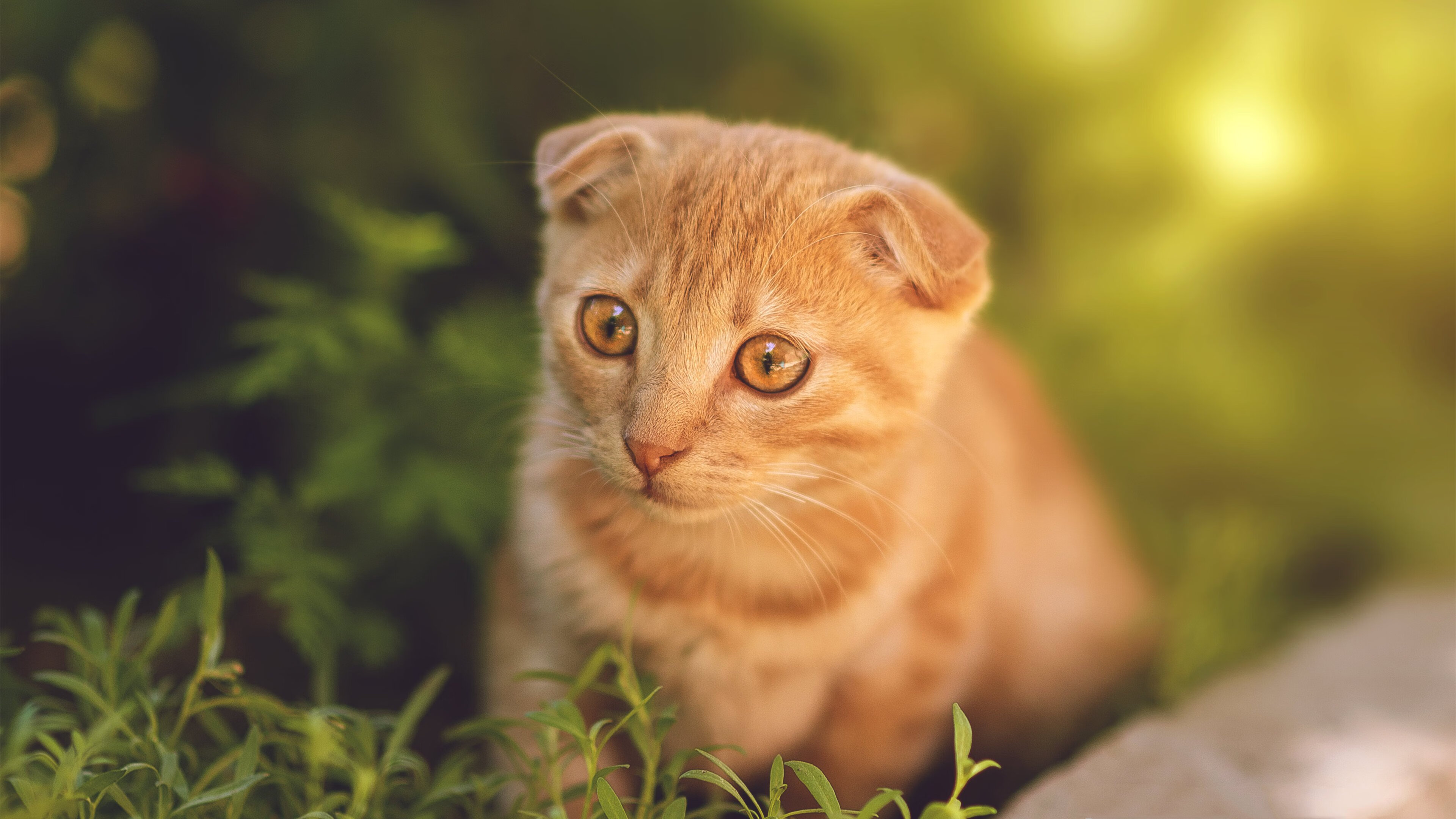 爱游戏娱乐平台-比利时仰泳选手实力大幅提升，比利时挺举