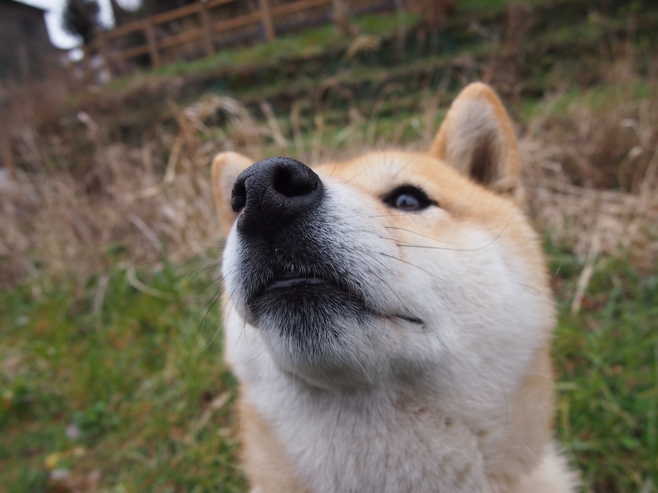 伯恩利新战术奏效，克拉文公园期待连胜，克莱伯恩公园