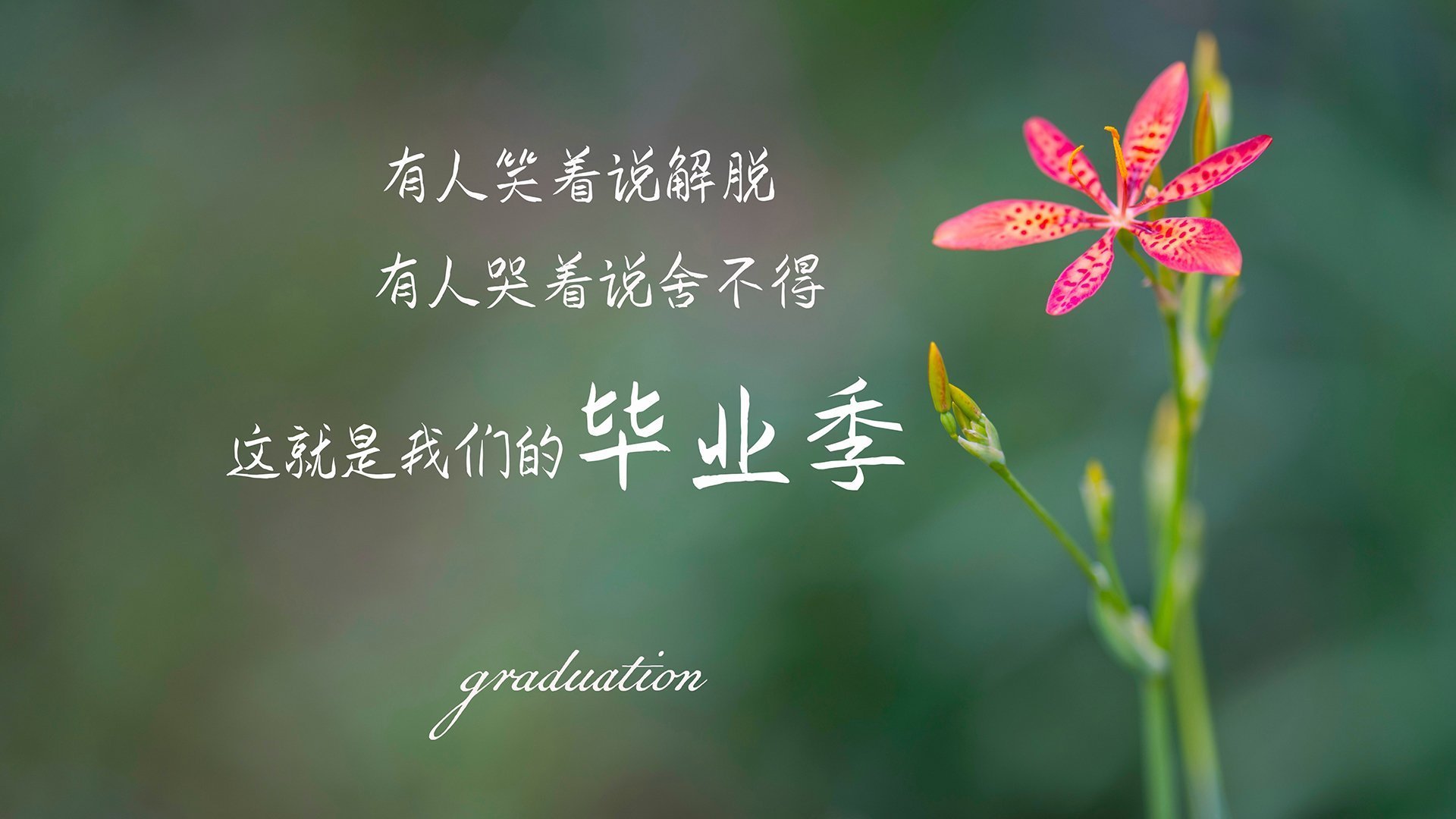 多特蒙德前场火力梗阻，球队进攻组织混乱，多特蒙德主力前锋是谁