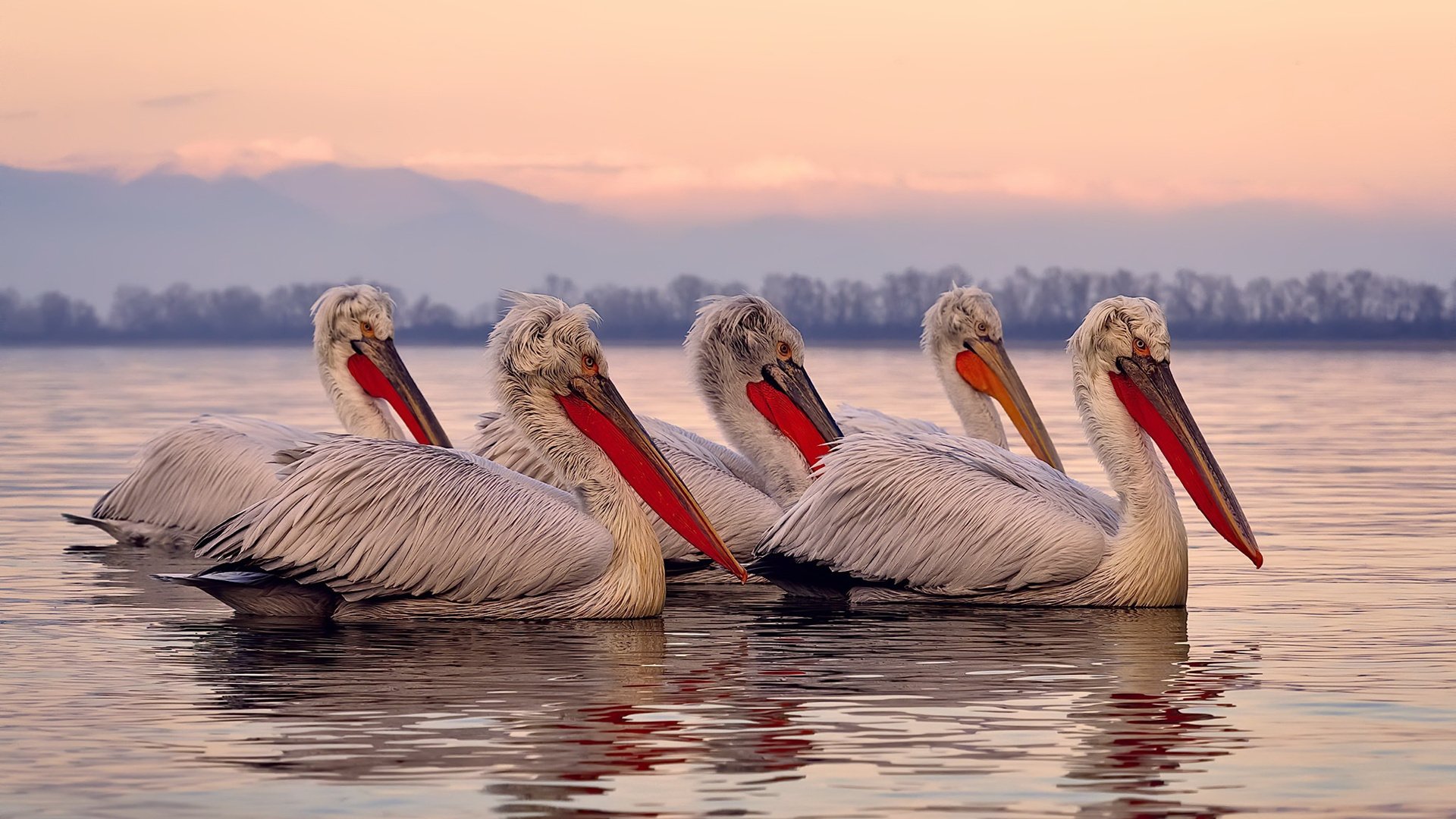 中国篮球教练员职业发展路径优化研究，篮球教练发展空间