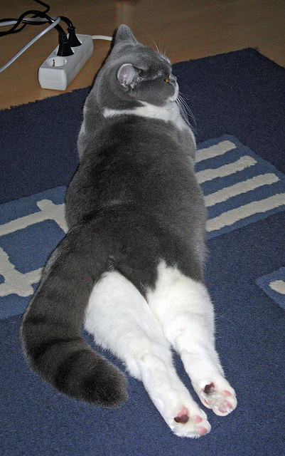 CBA联赛推广校园篮球活动，校园篮球赛宣传方案