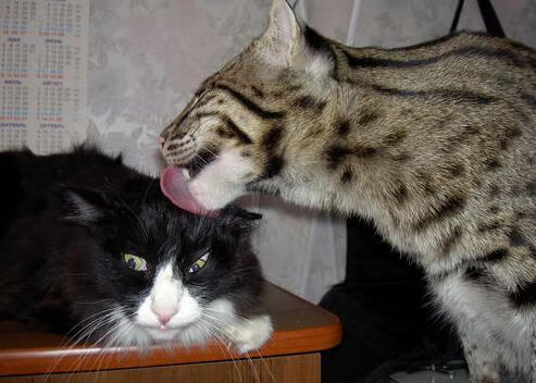 “决战时刻！拳台上的王者之争”