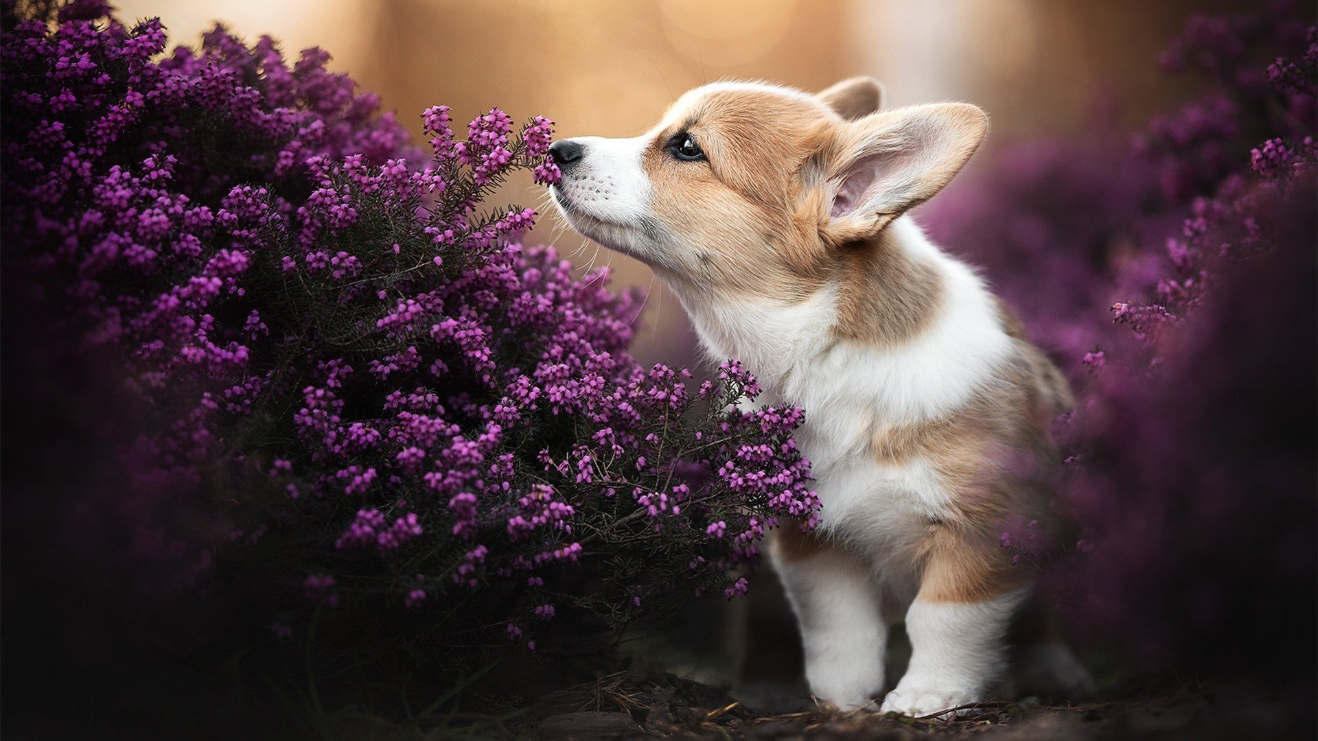 爱游戏app-体育明星纪录片专栏登陆主流视频平台，播放体育明星