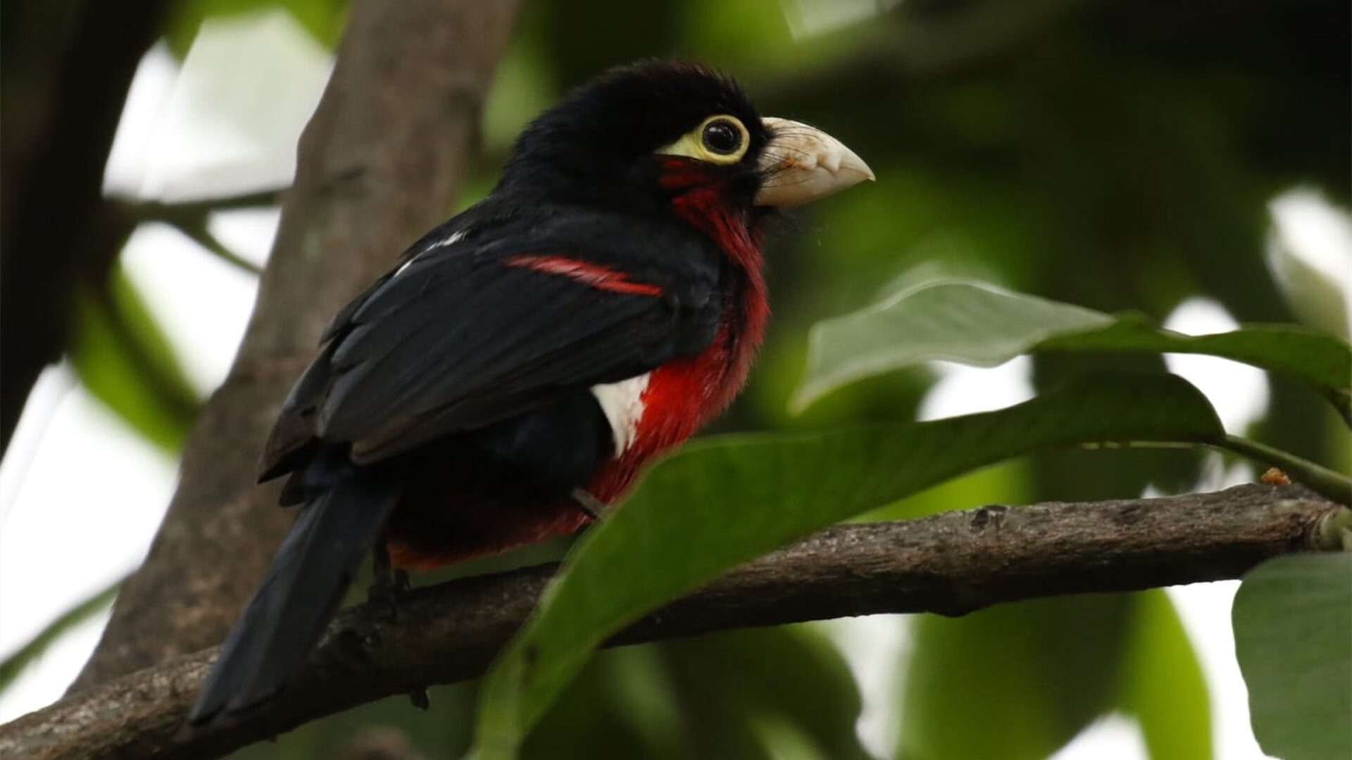 男子100仰德国小将大放异彩，德国男子100米